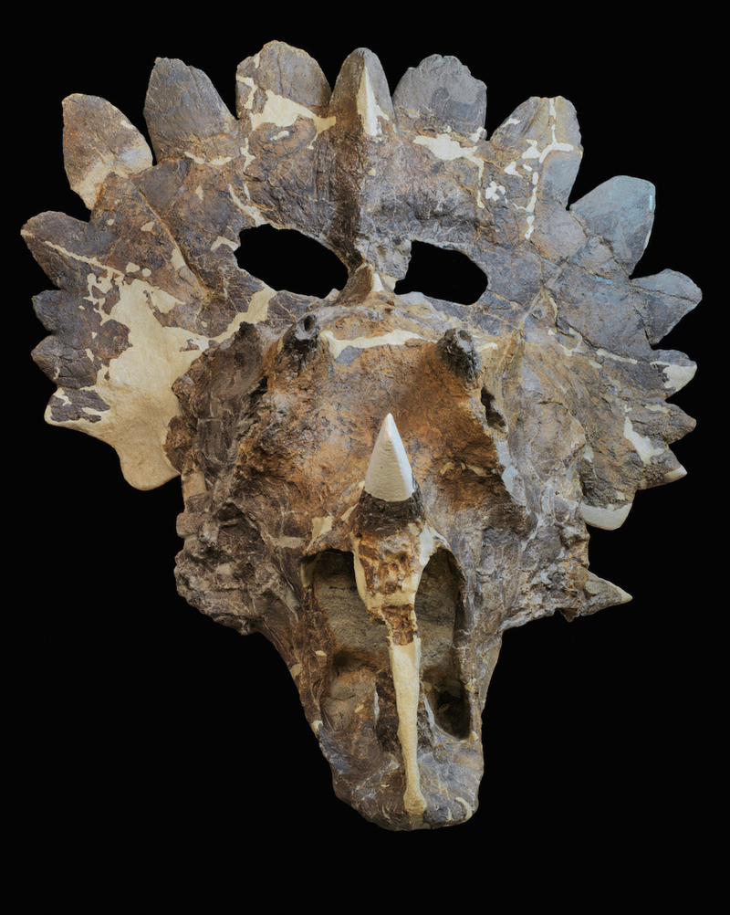 Illustration for article titled Hallan restos fósiles de un exótico pariente del triceratops